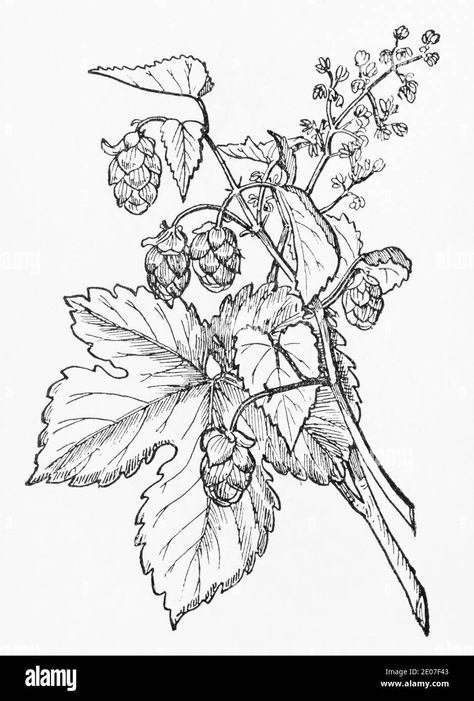 Download this stock image: Old botanical illustration engraving of Hop / Humulus lupulus. Traditional medicinal herbal plant. See Notes - 2E07F43 from Alamy's library of millions of high resolution stock photos, illustrations and vectors. Hops Tattoo Ideas, Hops Illustration, Old Botanical Illustration, Hops Botanical Illustration, Cow Parsley Botanical Illustration, Hawthorn Botanical Illustration, Herb Collection, Herbal Drawings Botanical Prints, Hop Flower