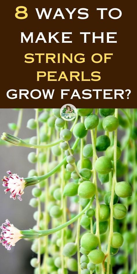 String of Pearls not growing, String of Pearls care tips, String of Pearls 
growth problems, String of Pearls care guide, String of Pearls maintenance, 
String of Pearls troubleshooting, String of Pearls growth issues, String of 
Pearls care advice, String of Pearls plant care, String of Pearls health 
tips, String of Pearls not thriving, String of Pearls, Senecio 
rowleyanus growth, Succulent plant care, Indoor plant maintenance, 
Houseplant growth issues String Of Pearls Plant Decor, Pearl Plant, Plant Pokes, Indoor Cactus Plants, How To Water Succulents, String Of Pearls Plant, Inside Garden, Watering Plants, Succulent Garden Design