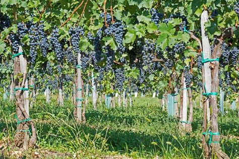 Grape Vine Pruning, English Facts, Fruits Stickers, Fruits Name, Fruit Images, Fruits Name In English, Concord Grapes, How To Grow Bananas, Grape Plant