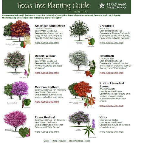 Central Texas Gardening, Western Redbud Tree Landscaping, Texas Trees Fast Growing, Central Texas Native Plants, Vitex Tree, Texas Lilac Tree, Best Trees For Privacy, Texas Lilac Vitex Tree, Texas Trees