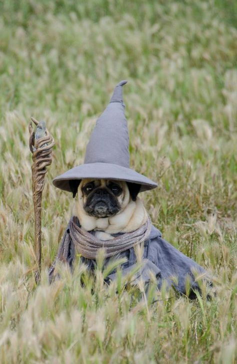 Blues Brothers, The Pug, Dog Halloween Costumes, Gandalf, Dog Costumes, Dog Costume, Halloween Animals, Pet Costumes, Pug Life