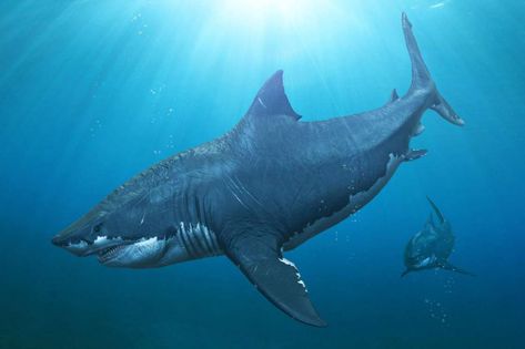 The prehistoric megalodon shark had fins as big as human adults and heads the length of cars, according to new research Types Of Sharks, Species Of Sharks, Big Shark, Small Shark, Megalodon Shark, Extinct Animals, Prehistoric Creatures, Shark Week, White Sharks