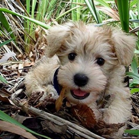 Schnoodle Puppy, Love My Dog, Poodle Mix, 귀여운 동물, Animals Friends, I Love Dogs, Dog Love, Animals Beautiful, Animals And Pets