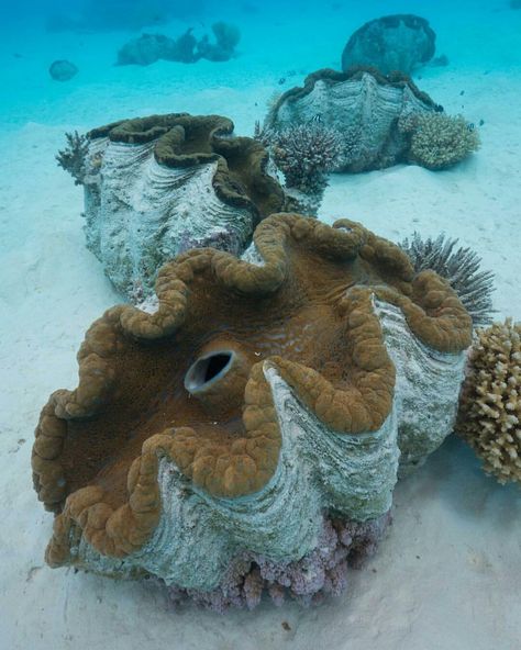 Deep Sea Life, Giant Clam Shell, Shell Drawing, Giant Clam, On The Ocean, Aquatic Animals, Weird Creatures, Sea Lion, Ocean Creatures