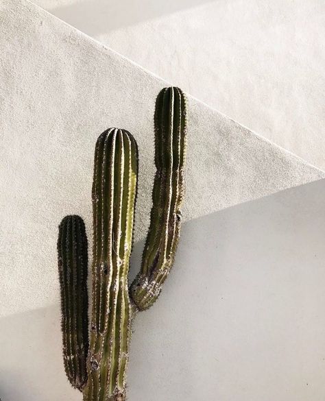 Moon Hats on Instagram: “Nothing better than a sunny day // Nada mejor que un día soleado #moonhats” Kaktus Dan Sukulen, Desert Botanical Garden, Desert Vibes, No Rain, Beige Aesthetic, White Wall, Cacti And Succulents, White Aesthetic, Green Aesthetic