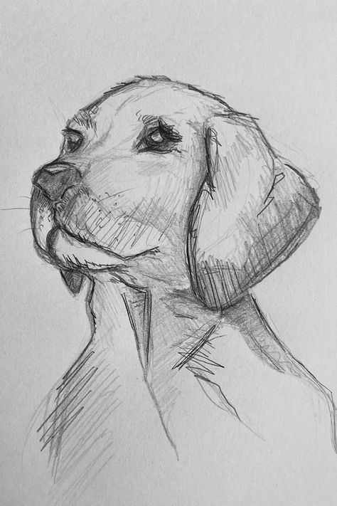 Skisser Ideas, Dog Drawing Sketches, Cute Drawings Sketches, How To Draw A Dog, Cute Dog Sketch, Dog Pencil Sketch, Dog Sketch Easy, Golden Retriever Sketch, Puppy Drawings