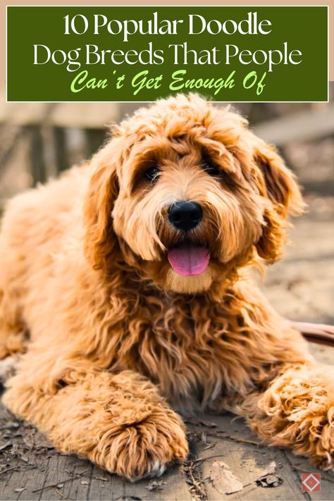 🐶 Doodle dogs are everywhere, and these 10 popular breeds are making waves! With their friendly temperaments and low-shedding coats, Doodles like the Labradoodle and Aussiedoodle have quickly become favorite family pets. Discover why people love these playful, loyal companions! #DogBreeds #DoodleDogs #FamilyPets Doodle Dogs Breeds, Best Family Dog Breeds, Doodle Dog Breeds, Cocker Spaniel Poodle, Family Dogs Breeds, Hearts Everywhere, Doodle Dogs, Best Dogs For Families, Cool Doodles