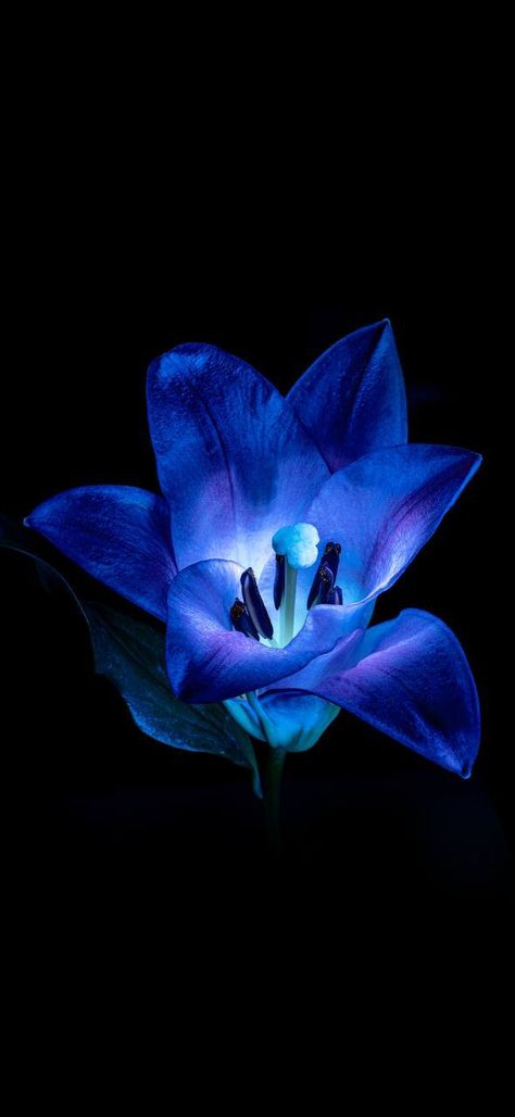 Flower Lockscreen, Black Flowers Wallpaper, Flowers Black Background, Trippy Iphone Wallpaper, Blue Aesthetic Dark, Dark Blue Flowers, Blue Flower Wallpaper, Plant Light, Cute Blue Wallpaper