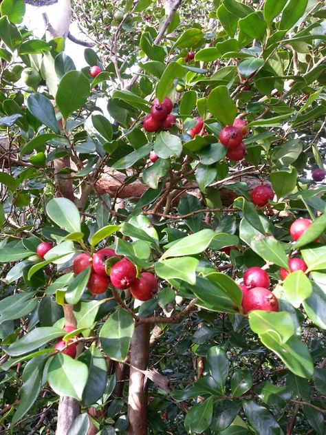 Strawberry guava Red Guava, Strawberry Guava, Guavas, Photography Wallpaper, Fruits And Vegetables, Red Peppercorn, Fruit, Plants, Photography