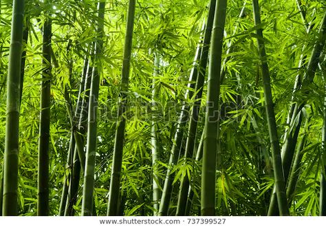 Lanscape Bamboo Tree Tropical Rainforest Malaysia Stock Photo (Edit Now) 737399527 Tropical Shower Curtain, Giant Bamboo, Tropical Showers, Growing Bamboo, Painted Bamboo, Living Fence, Forest Wall Mural, Bamboo Tree, Fast Growing Plants