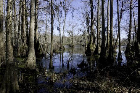 Southern Gothic Fashion, Great Dismal Swamp, Dismal Swamp, Southern Belle Style, Near Dark, Literary Genre, Nocturnal Animals, Southern Gothic, Most Haunted