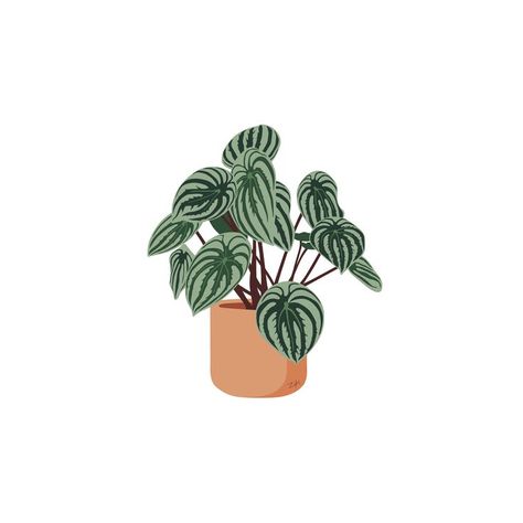 Watermelon Peperomia, Watermelon Plant, Peperomia Plant, Plant Icon, Plant Care Houseplant, Plant Drawing, Plant Illustration, Plant Art, Plant Design