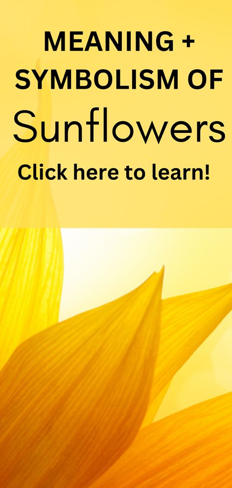 sunflower petals Where To Plant Sunflowers, Growing Sunflowers Outdoors, Flower Beds Backyard, Sunflower Garden Ideas, Sunflowers In Pots, Plant Sunflowers, Sunflower Growing, Sunflower Varieties, How To Grow Sunflowers