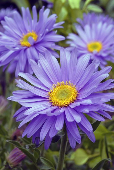 Aster Flower Tattoos, September Birth Flower, September Flowers, Alpine Flowers, Flower Identification, Aster Flower, Birth Flower Tattoos, Birth Month Flowers, Birth Flowers