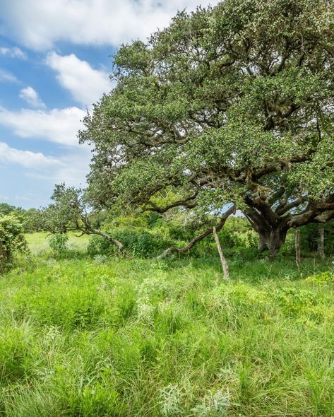 Reduced! Alleyton Lakes Ranch – 305 Acres of Texas Paradise Looking for the perfect blend of serenity and adventure? Alleyton Lakes Ranch in Colorado County offers 305 acres of prime Texas land, featuring lush pastures, tranquil lakes, and abundant wildlife. Whether you’re seeking a recreational retreat or a place to call home, this property has it all. Contact @trskeithp for more info #forsale #ranchforsale #buyland #buyaranch Texas Land, A Place To Call Home, Ranches For Sale, Acres Of Land, True Happiness, How To Buy Land, Lush, Colorado, Vision Board