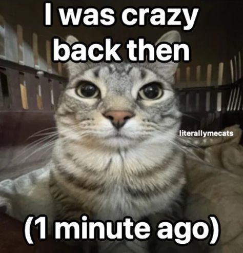 Crazy Core, Silly Cars, Silly Cats Pictures, Very Funny Pictures, Silly Pictures, Cute Memes, Funny Reaction Pictures, Oui Oui, Funny Cute Cats