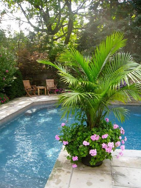 18 DIY Poolside Decorating Ideas That Scream "Summer!" - Poggesi® USA Plants Around Pool, Outdoor Pool Decor, Palm Trees Garden, Amazing Pools, Pool Plants, Front Porch Flowers, Poolside Decor, Summer Planter, Patio Layout