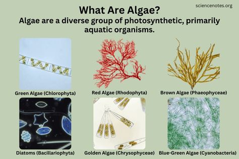 Algae - Definition, Examples, Characteristics Plant Cell Diagram, Cell Diagram, Learn Biology, Science Homework, Nitrogen Fixation, Biology Worksheet, Holiday Science, Eukaryotic Cell, Chemistry Worksheets