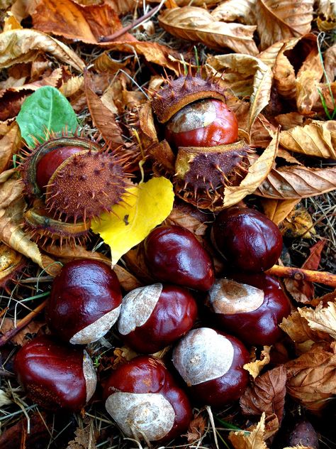 Autumn-Chestnut Mobile picture Chestnut Aesthetic, Hygge Autumn, Gilmore Girl, Chestnut Trees, Deep Autumn, Autumn Magic, Chestnut Horse, Autumn Scenes, Autumn Nature