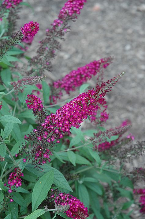 Deck Patio Furniture, Buddleia Davidii, Oconomowoc Wisconsin, Ornamental Shrubs, Butterfly Bushes, Summer Gardens, Low Maintenance Shrubs, Homestead Gardens, Fuchsia Flowers