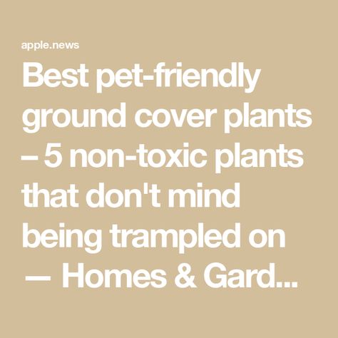 Best pet-friendly ground cover plants – 5 non-toxic plants that don't mind being trampled on — Homes & Gardens Pet Friendly Ground Cover, Grass Alternative, Toxic Plants, Ground Covering, Street Trees, Ground Cover Plants, Diy Dog, Pet Safety, California Homes