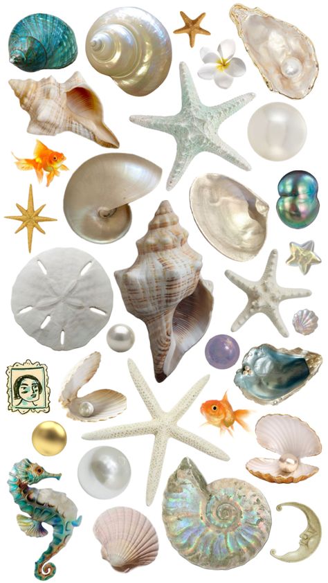 Seashells Wallpaper, Shell Collage, Credit Card Debt, Home Equity Loan, Scrapbook Printing, Collage Board, Financial Crisis, Collage Wallpaper, Scrapbook Stickers Printable