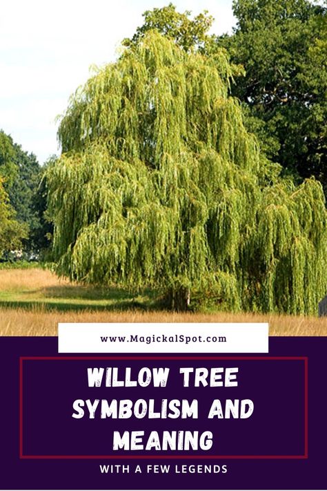 Willow Tree Symbol, Willow Tree Symbolism, Weeping Willow Tattoo Meaning, Willow Tree Tattoo Meaning, Willow Meaning, Willow Tree Meaning, Weeping Willow Tattoo, Tree Symbolism, Tree Energy