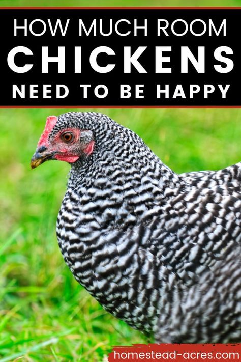 Thinking about keeping backyard chickens but not sure if you have enough room? They need a lot less space then you think! Find out how much room chickens need in their coop, yard, nesting boxes, and perches. How Much Room Do Chickens Need, Getting Chickens, Huge Chicken, Chicken Perches, Meat Birds, Bantam Chickens, Urban Backyard, Chicken Nesting Boxes, Urban Chickens