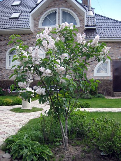 Syringa vulgaris 'Krasavitsa Moskvy' Lilac 'Beauty of Moscow' Planted 2015? Lilac Standard Tree, Syringa Meyeri Palibin, Linaria Vulgaris, California Lilac Shrub, Plant Planner, Lilac Syringa, Beauty Of Moscow Lilac, French Lilac, Syringa Vulgaris