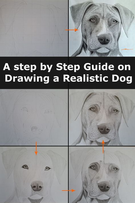 different stages of a dog drawing, animal portrait, pencil art, traditional art. How To Draw A Great Dane, How To Draw Animals Realistic, Dog Drawing Tutorial Step By Step, Dog Drawing Sketches, How To Draw A Dog, Dog Sketch Easy, Dog Art Drawing, How To Draw Dogs, Pitbull Drawing