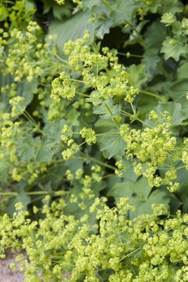 Alchemilla mollis | lady's mantle/RHS Gardening Flower Pairings, Alchemilla Mollis, Park Entrance, Lady's Mantle, Botanical Drawing, Garden Border, Buy Plants Online, Herbaceous Border, Sloped Garden