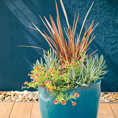 From agave to lavender, water-wise gardeners have plenty of container plants to choose from Drought Tolerant Container Plants, Potato Vine Planters, Potted Plants Full Sun, Blue Chalksticks, Shade Plants Container, Full Sun Container Plants, Fall Container Plants, Low Water Plants, Succulent Landscape Design