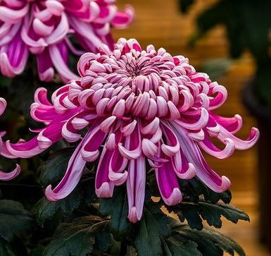 The chrysanthemum was first exhibited in England in the late 18th century, and it has acquired differing symbolism throughout Europe. Chrysanthemum Seeds, Growing Seedlings, Japanese Chrysanthemum, Milk Cartons, Chrysanthemum Tattoo, Perennial Flower, White Chrysanthemum, Cold Frame, Chrysanthemum Flower