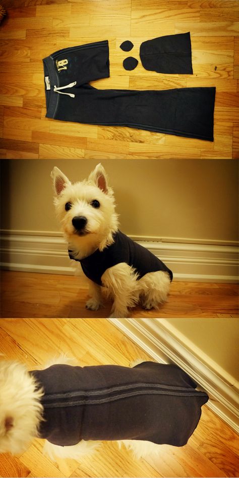 60 Second DIY Dog Sweater (made from old sweatpants!) Diy Dog Sweater, Dogs Diy Projects, Dog Clothes Diy, Dog Clothes Patterns, Dog Projects, Dog Crafts, Poodle Puppy, Puppy Clothes, Diy Dog