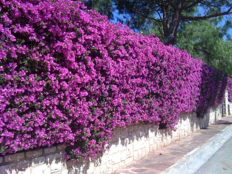 Hedge in Pucol Spain Rose Hedge Fence, Mediterranean Backyard Ideas, Fence Landscaping Ideas, Front Yard Hedges, Flower Hedge, Bougainvillea Tree, Flower Fence, Florida Landscaping, Landscaping Inspiration