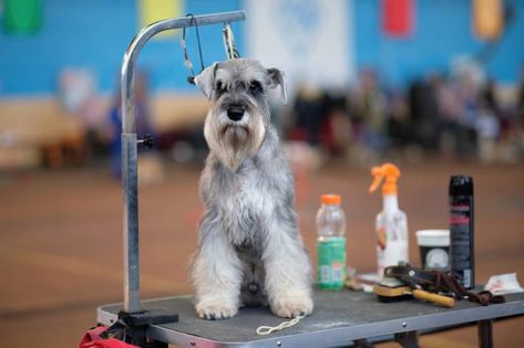 Grooming A Miniature Schnauzer, How To Groom A Miniature Schnauzer, How To Groom A Schnauzer At Home, Miniature Schnauzer Grooming, Dog Breeds For Families, Best Hypoallergenic Dogs, Schnauzer Cut, Schnauzer Grooming, Hypoallergenic Dog Breed