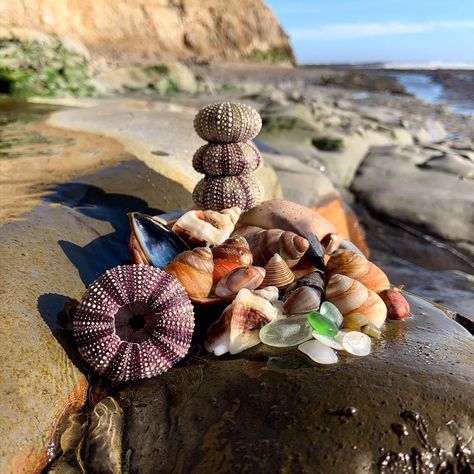 Ocean Things, Seashells Photography, Ocean Treasures, She Sells Seashells, Tide Pools, Beach Combing, Sealife, Marine Life, Mother Earth