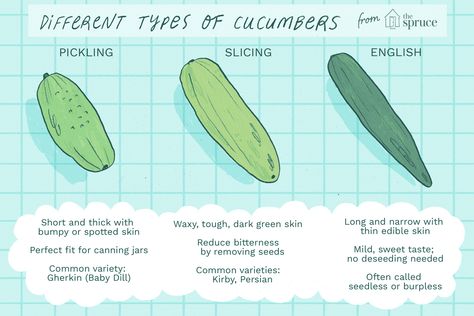 English Cucumbers Versus Regular Cucumbers Types Of Cucumbers, Burpless Cucumber, Cucumber Gardening, Cucumber Benefits, Cucumber Trellis, Nutrition Drinks & Shakes, Homemade Mixes, Pickle Slices, Short And Thick