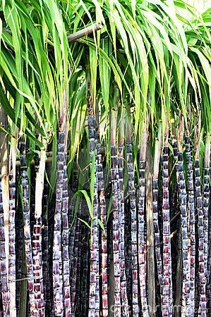 Black sugarcane stalks Whole Trout Recipes, Sugar Cane Plant, Agriculture Pictures, Black Sugar, Healthy Lifestyles, Art Gallery Wallpaper, Agaves, Fruit Plants, Exotic Fruit