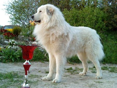 Great Pyrenees Caucasian Ovcharka, Pyrenean Mountain Dog, Maremma Sheepdog, Sketchbook Practice, Pyrenees Dog, Top Dog Breeds, Great Pyrenees Dog, Bear Pictures, Great Pyrenees