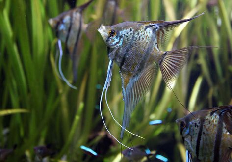 25 Best Angelfish Tank Mates for a Community Aquarium. Learn about the best tank mates for angelfish and find out which fish can live with freshwater angelfish in a community aquarium. Angel Fish Tank, Community Fish Tank, Turtle Tank Setup, Reptile Zoo, Pond Snails, Betta Fish Types, Community Tanks, Tropical Freshwater Fish, Fresh Water Fish Tank