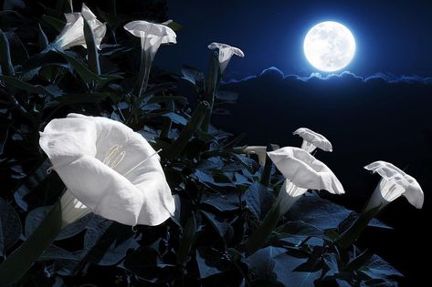 9 Ideas for Magical Gardening the Pagan or Wiccan Way Night Blooming Flowers, Magical Moon, Goth Garden, List Of Flowers, Gothic Garden, Witch Garden, Moon Garden, Night Garden, Magical Garden