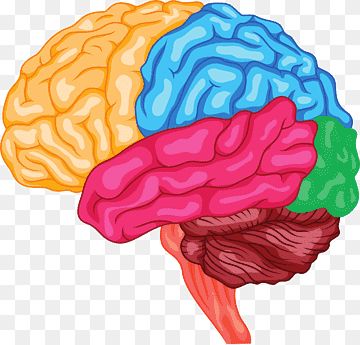 Human Brain Drawing, Lobes Of The Brain, Human Body Bones, Brain Lobes, Brain Png, Human Muscular System, Human Brain Anatomy, Cartoon Brain, Brain Graphic