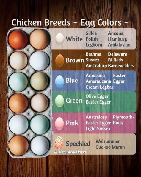 Chicken Eggs Colors, Egg Color Chart, Colossians 1 10, Chicken Breeds Chart, Chicken Breeds For Eggs, Chicken Coop Designs Diy, Chicken Egg Colors, Poultry Farm Design, Cream Legbar