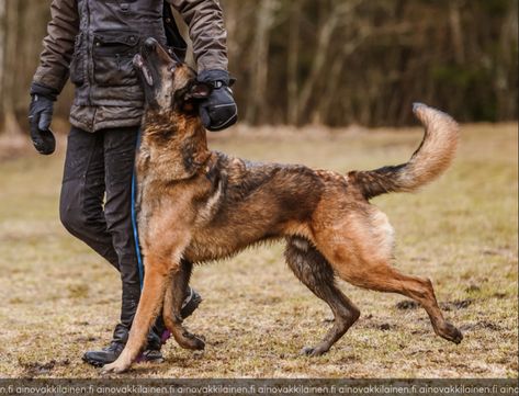 Working Belgian Malinois, Belgian Malinois Jumping, Belgian Malinois Working, Belgian Malinois Service Dog, Belgian Malinois Training, Malinois Training, Belgium Malinois, Czechoslovakian Wolfdog, Black German Shepherd Dog