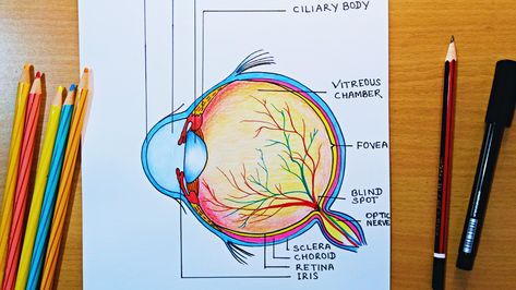 step by step human eye diagram drawing Structure Of Eye Diagram, Human Eye Drawing Step By Step, Human Eye Project, Human Eye Diagram Class 10, Structure Of Human Eye, Structure Of Eye, Human Eyes Drawing, Diagram Of The Eye, Human Eye Diagram