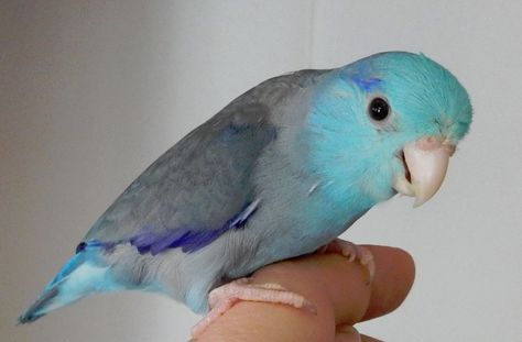 The Parrotlet - The Cutest Bird on the globe Pacific Parrotlet, Birds For Sale, Parrot Pet, Flying With A Baby, African Grey Parrot, Live Animals, Bird Supplies, Pet Bird, Bird Pictures