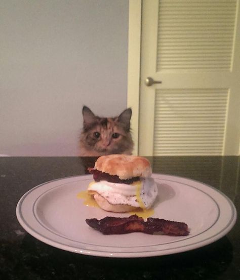 This Is A Sandwich Cat, Cat Eating Food, Cat Sandwich, Cat Eat, Cat Eating, Wild Baby, Pete The Cat, Paws And Claws, Breakfast Sandwich