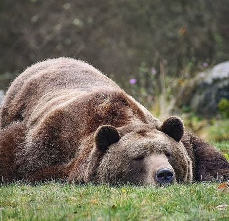 Grizzly Bear Photography, Bear Photography, Kodiak Bear, Sleepy Bear, Funny Looking Cats, Bear Photos, Wolf Pictures, Bear Pictures, Love Bear