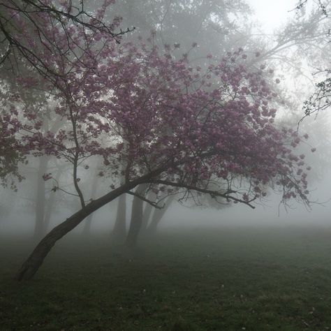 Foggy Weather, Bump Photos, Sakura Tree, Angel Aesthetic, Nothing But Flowers, Pretty Landscapes, Earth Angel, Earth From Space, Japanese Aesthetic